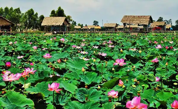 ĐỒNG THÁP